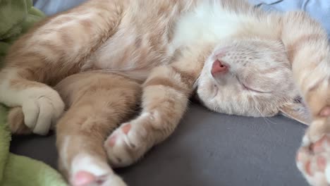 tan kitten resting with belly up and in funny position