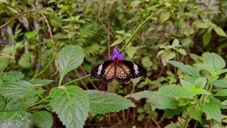 una mariposa con un patrón especial se sienta en una planta