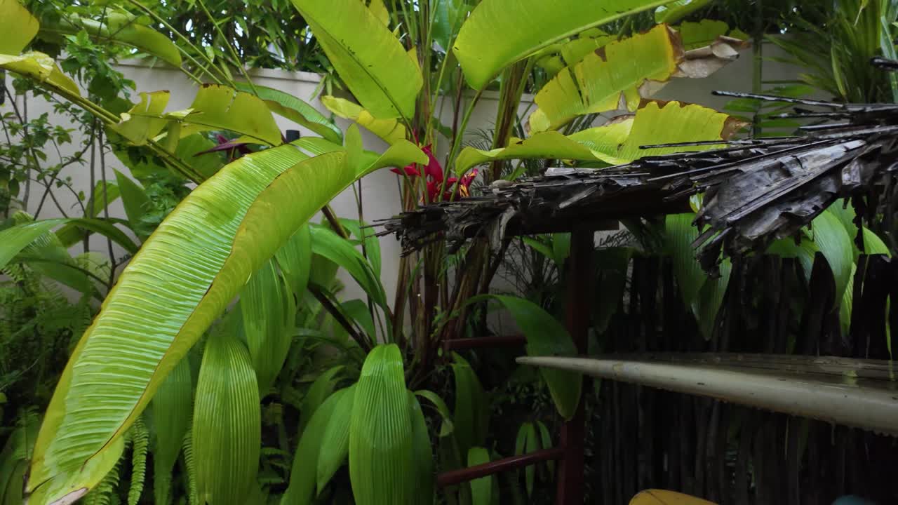 Luxuriant plant foliage garden plant green lush vegetation Sri Lanka tropical