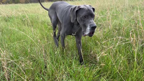 Adult-Blue-Female-Great-Dane-Walking-Through-Field