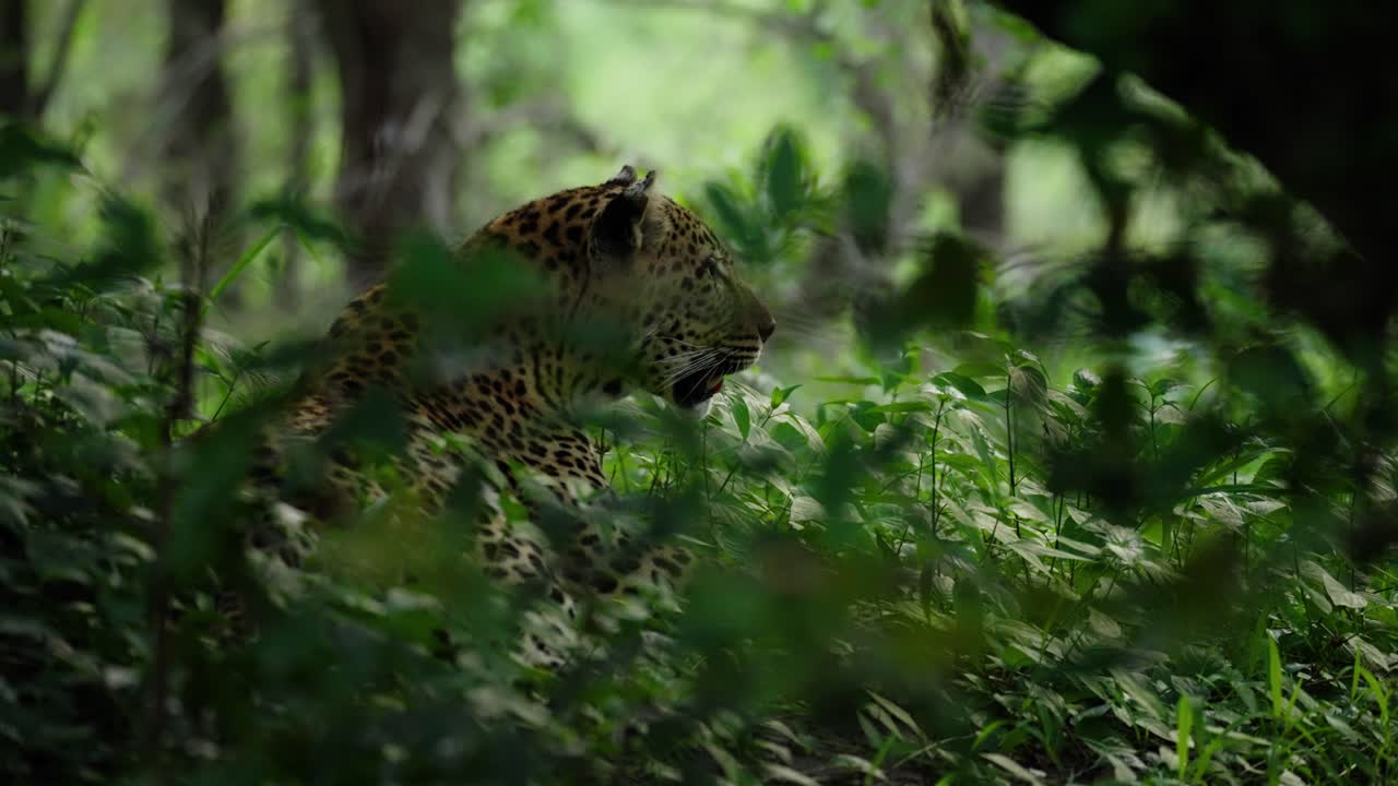 Afrika vahşi doğasının yeşil yapraklı ormanında kamufle olmuş leopar, av ararken serinlemek için ağır ağır nefes alıyor.