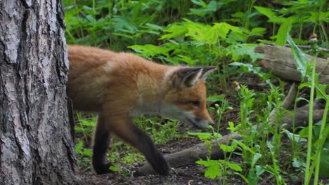 Cute-red-fox-cub-stands-in-the-grass-and-looks-at-the-camera