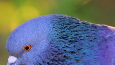 common wood pigeon (columba palumbus). the rock dove, rock pigeon, or common pigeon (columba livia) is a member of the bird family columbidae (doves and pigeons).