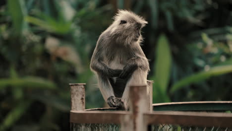 silvery lutung sitting on top of iron fence in the zoo