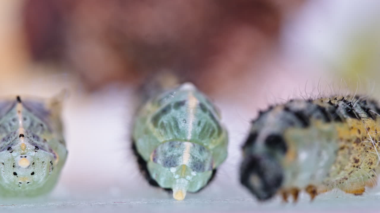 Close-up of Pieris brassicae pupae, nature transformation outdoors