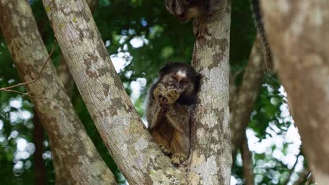 toma en cámara lenta de un adorable tití comiendo una fruta en un árbol con un segundo tití cayendo para robarlo en el hermoso parque nacional chapada diamantina en bahia, noreste de brasil