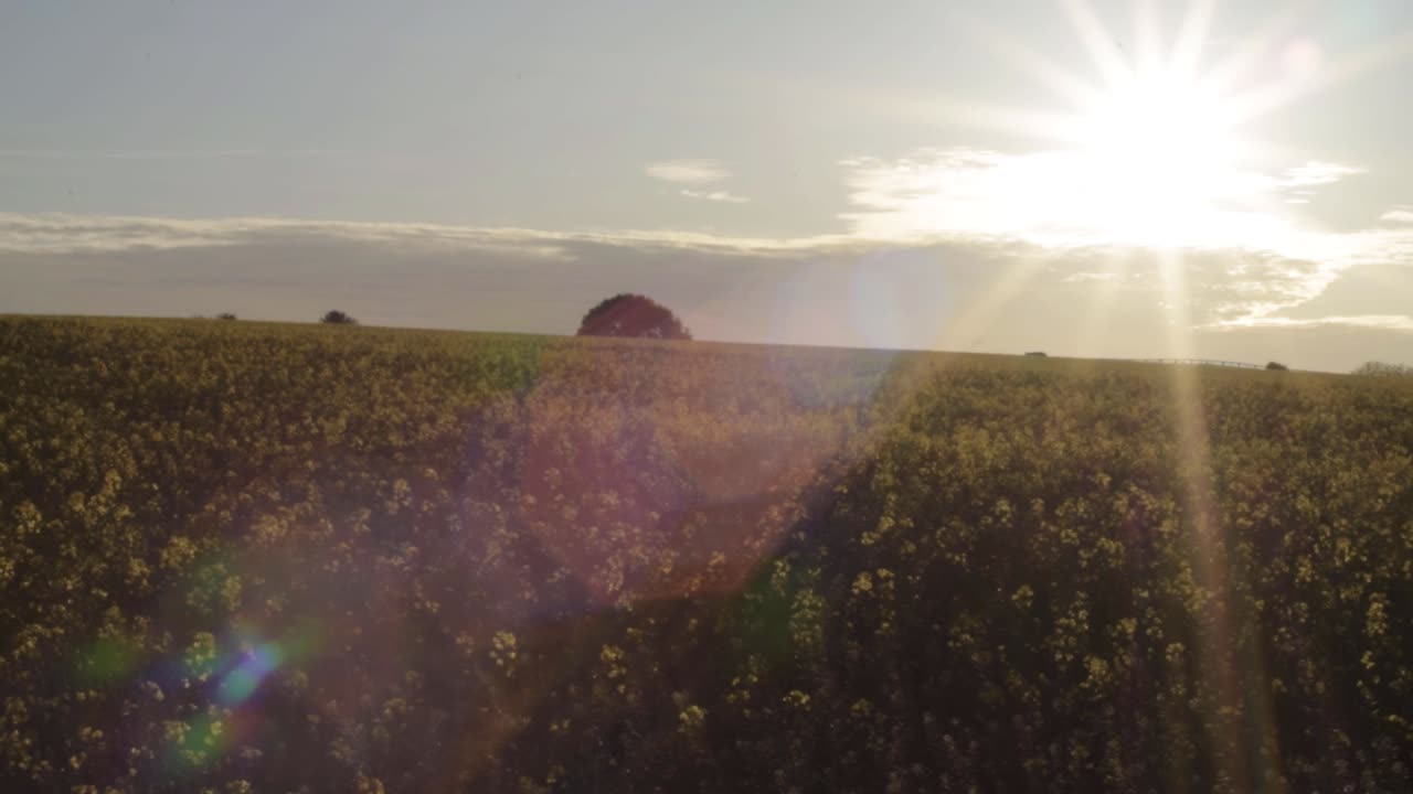 Landscape of rapeseed crop field wide panning shot