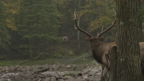 Elchbulle,-Der-Sich-Im-Nebligen-Wald-Umsieht