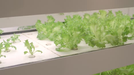 leafy lettuce growing indoors in a vertical farming indoor agricultural facility in tokyo, japan - close up, tracking shot