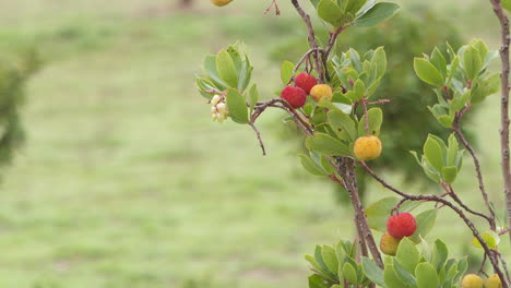 arbutus berries on branch