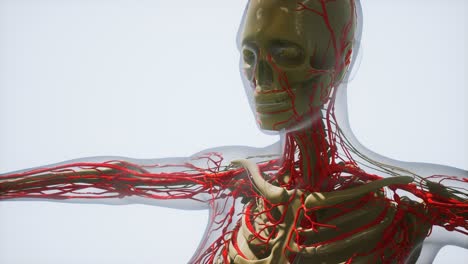 science anatomy of human blood vessels