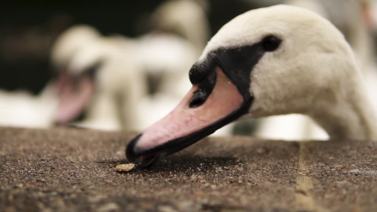 Slow motion of swan eating in Windsor