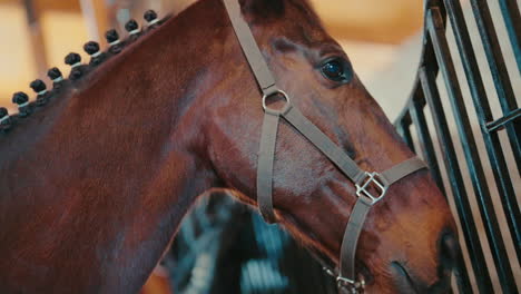 close-up of a horse with braided mane, standing calmly inside a stable, side view