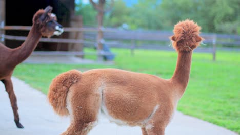 4k: una alpaca mirando a la cámara y caminando hacia otras alpacas