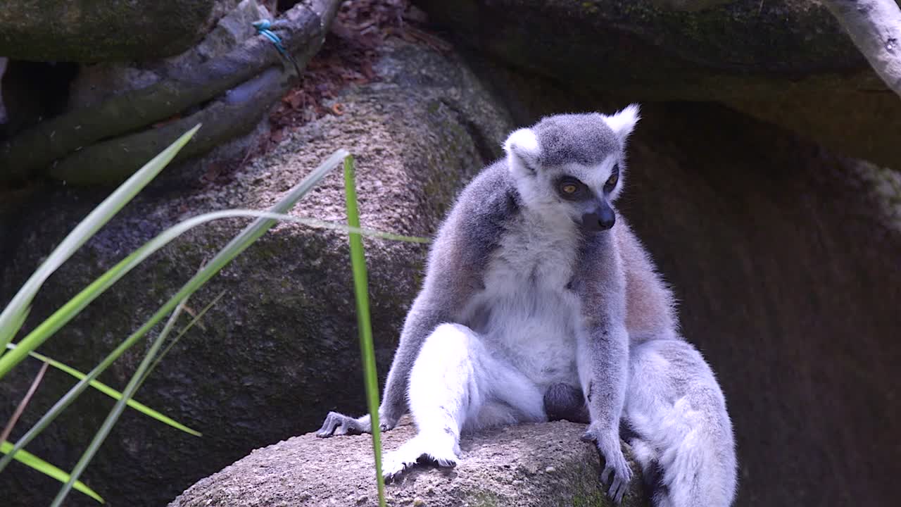 lémur de cola anillada sentado y descansando sobre una roca