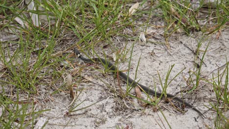 Una-Serpiente-De-Hierba-Deslizándose-A-Través-De-Un-Hábitat-Arenoso---Primer-Plano-En-Cámara-Lenta