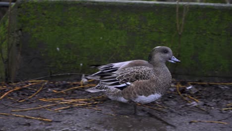 gimbal-shot-of-American-Wigeon-mating-pair-looking-for-food-on-the-shore