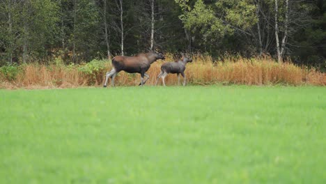 witness a tender moment as a mother moose stands at the edge of the forest, attentively observing her surroundings while her curious calf stays close by