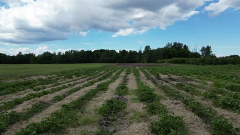 campo de fresas con hileras de arbustos y sin gente, tiro ascendente