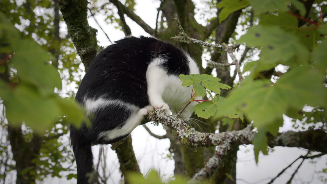 Pet cat climbing tree branch