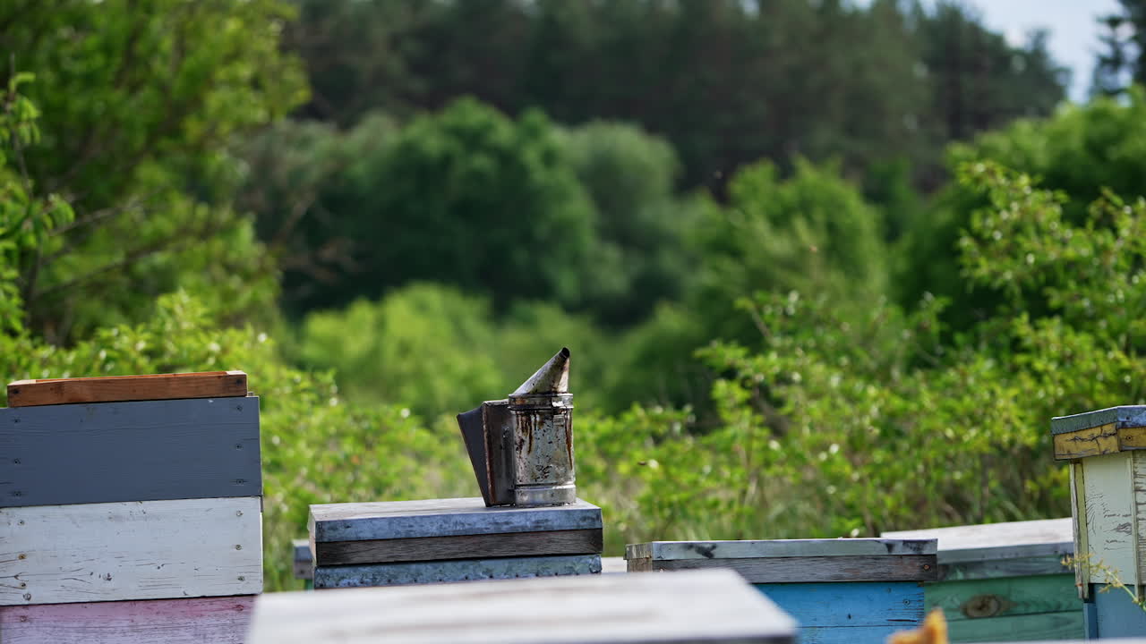 Smoker placed on the wooden hive for calming down bees. Bees flying around. Green forest at backdrop in blur.