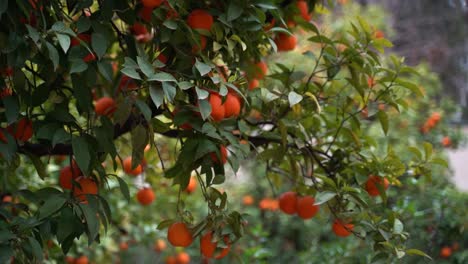 groene boom met veel heldere sinaasappelen in slow motion