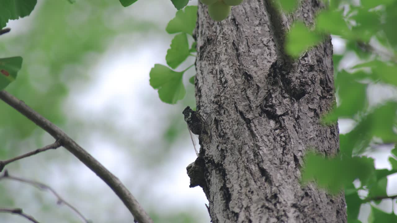 매미는 일본 도쿄의 공원에서 녹색 잎이 있는 나무에서 소리를 내기 위해 몸을 진동시킨다