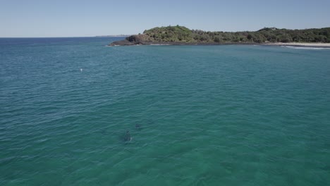 manada de delfines mulares nadando en el mar de tasmania con impresionantes vistas de la playa de fingal head y la calzada al fondo