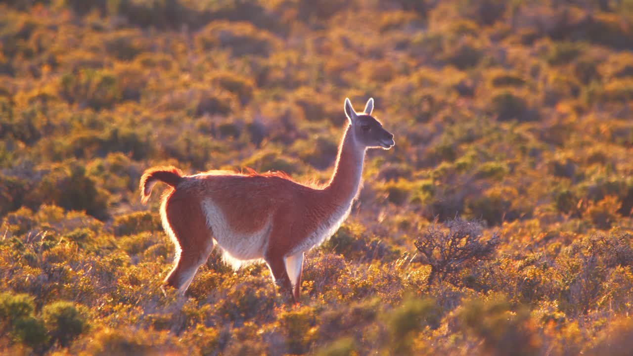 guanaco soltero caminando a través del prado con arbustos coloridos retroiluminados, efecto de luz del borde movimiento lento