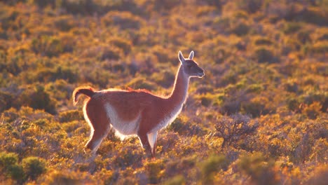 single guanaco walking across the meadow with colorful bushes backlit, rim light effect slow motion