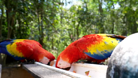 araos escarlata comiendo frutas en la selva mexicana