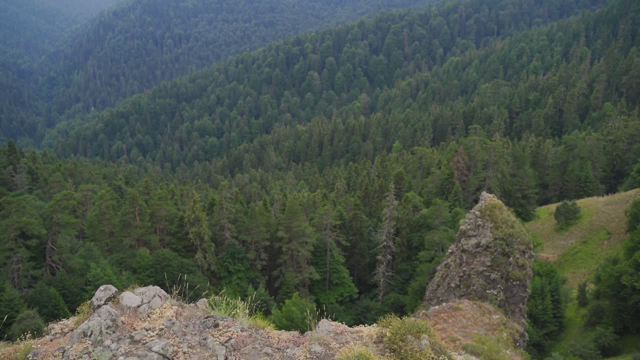 el acantilado y el bosque.