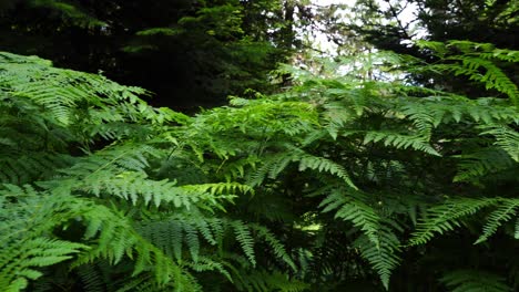 green fern on the edge of pine trees, hiking on wild forest, natural environment