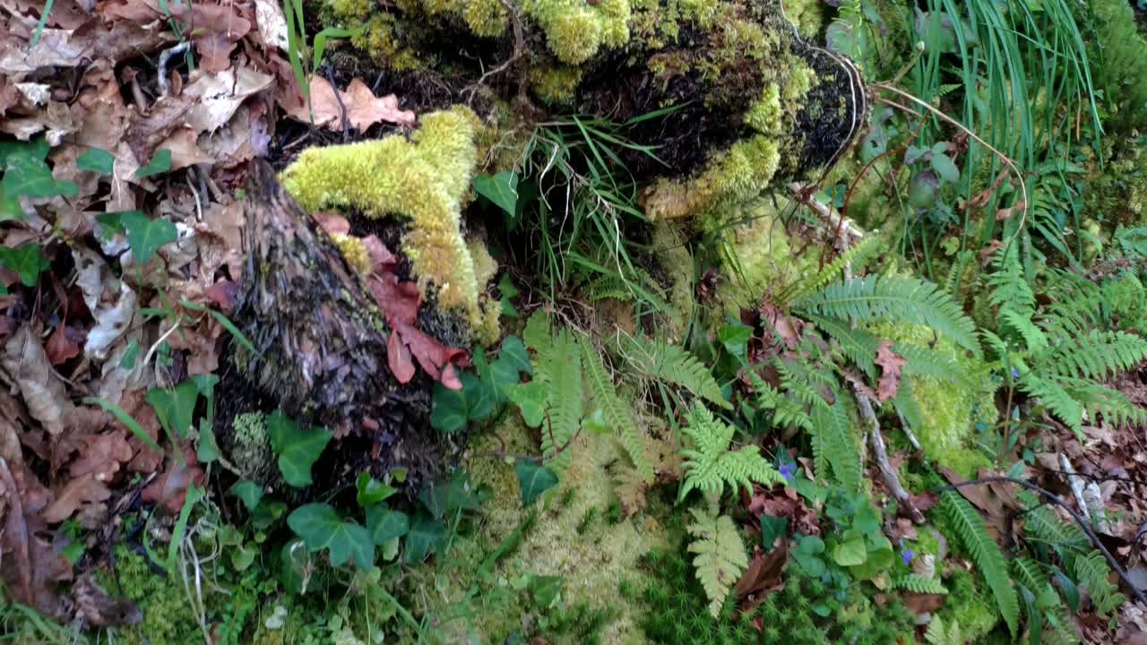 helechos, musgo, flores silvestres y variedad de vegetación que se creó en un viejo tronco de roble muerto en un bosque húmedo europeo