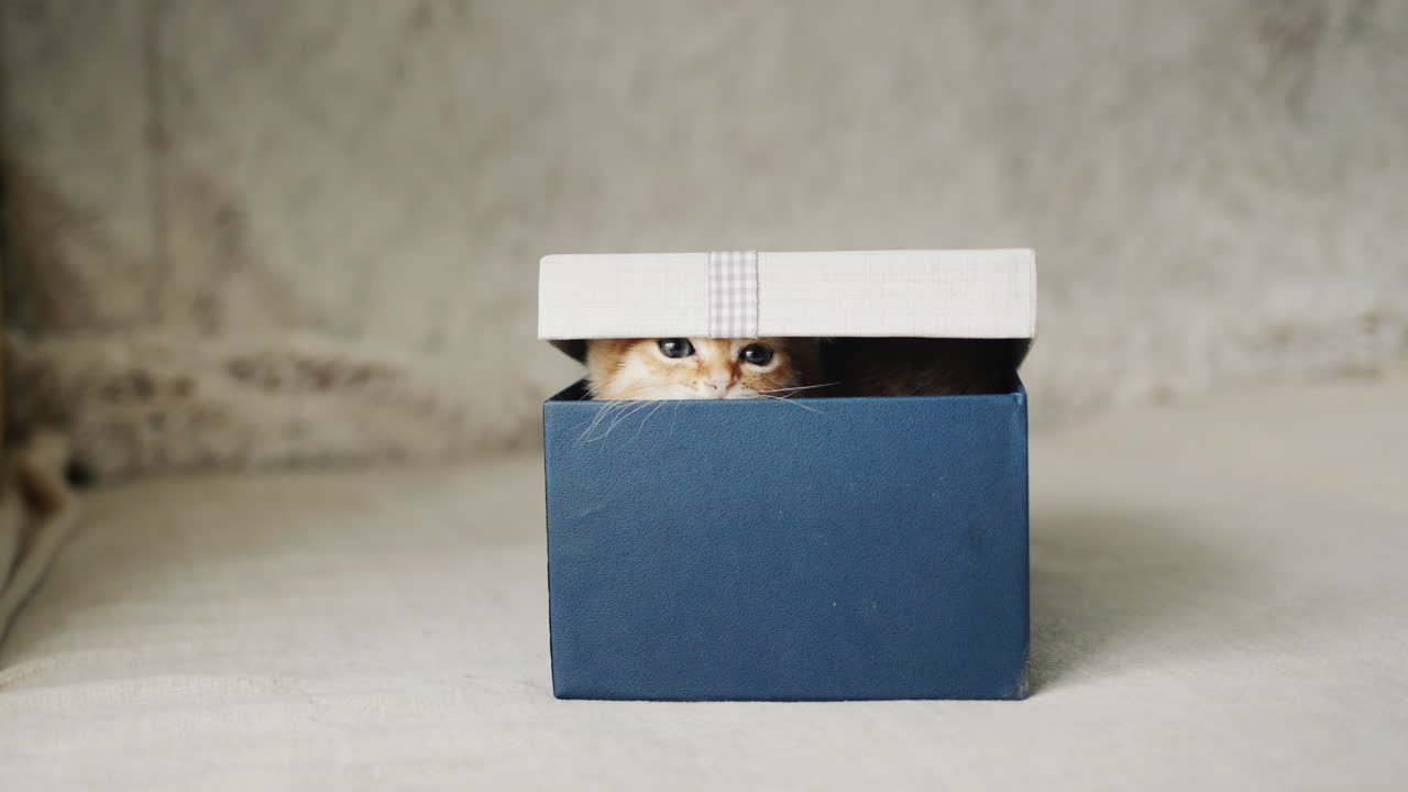 A cute red kitten peeks out of the box. Gift and surprise concept