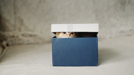 a cute red kitten peeks out of the box. gift and surprise concept