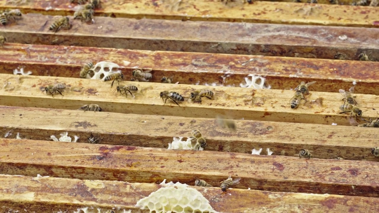 Vista ravvicinata di api operaie su telaini aperti di arnia in legno che raccolgono nettare nell'ambiente naturale