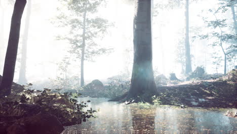 Mist-on-pond-in-forest-with-fog