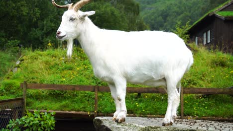 funny white goat with a goatee beard standing on a stone with green grass in the background in norway