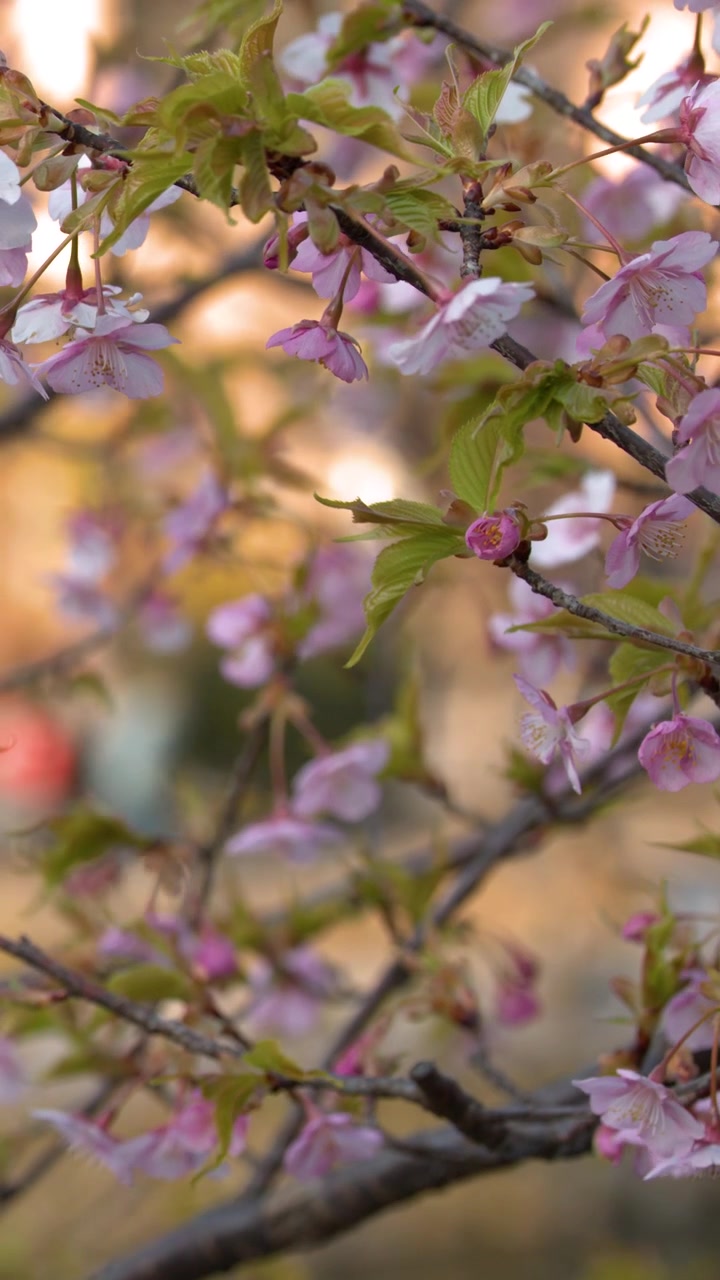 Close-up shot of pink cherry blossoms on branches swaying gently in soft spring daylight.