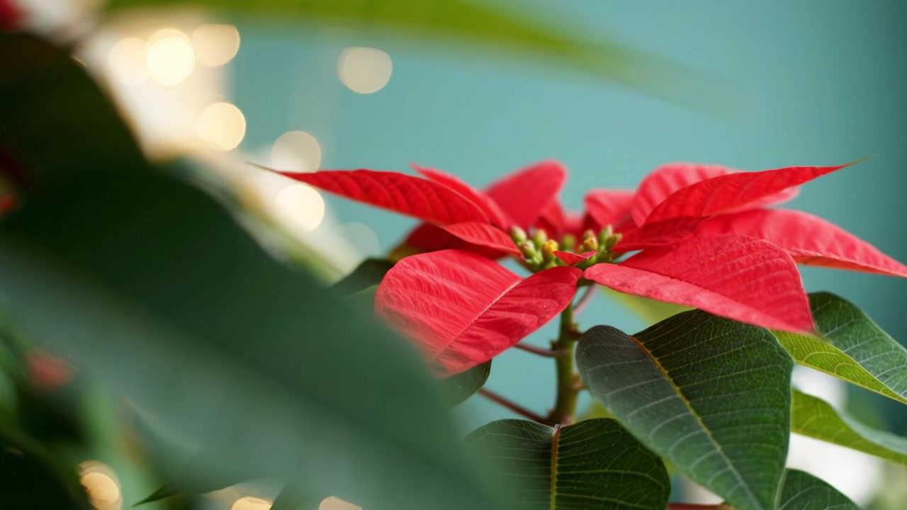Planta de Poinsétia Vibrante Exibindo Folhas Verdes Exuberantes e Flores Vermelhas Brilhantes, Perfeita para Decoração Sazonal com um Belo Fundo Suavemente Iluminado