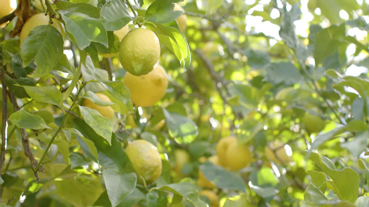 Una leggera brezza scuote un gruppo di limoni in un frutteto illuminato dal sole mentre la messa a fuoco della fotocamera varia per la profondità