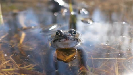 cute common frog looking straight ahead and croaking in water close up, nature animal detail spring