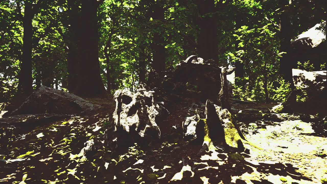 explorar la serena vegetación de un bosque exuberante durante el sol del día