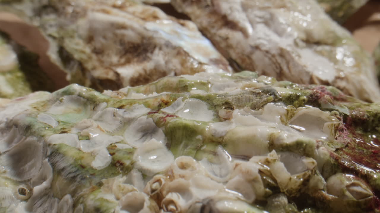 Close Up View of Wet Oyster Shells with Barnacles and Algae