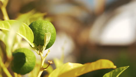 Baum-Mit-Limettenfrucht-Im-Sonnenlicht