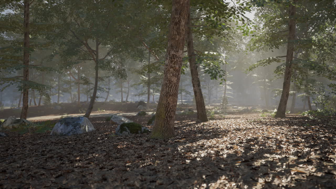 Bright morning light filters through trees in a tranquil forest landscape