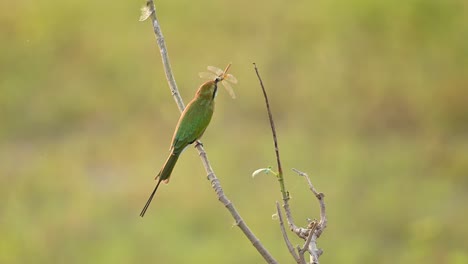 pequeño comedor de abejas verde cazando libélula