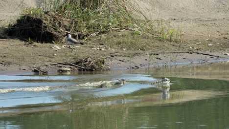 Un-Cocodrilo-Gavial-Saliendo-De-La-Orilla-De-Un-Río-Y-Deslizándose-En-El-Agua-Antes-De-Desaparecer.