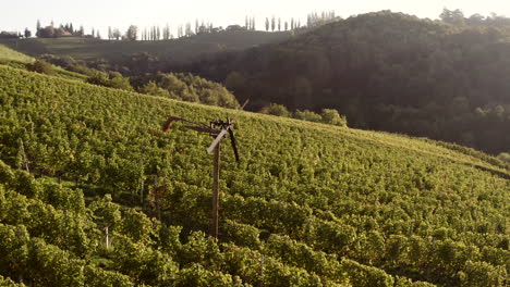 vineyard in the hills